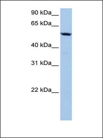 Anti-C18ORF54 antibody produced in rabbit