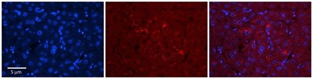 Anti-C1ORF144, (N-terminal) antibody produced in rabbit