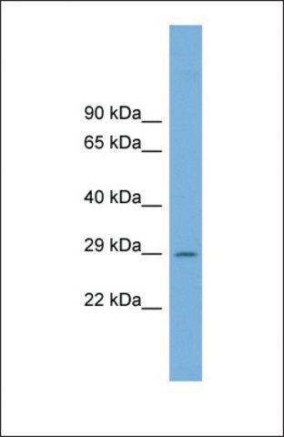 Anti-C1orf43 antibody produced in rabbit