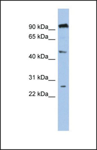 Anti-C1orf174 antibody produced in rabbit