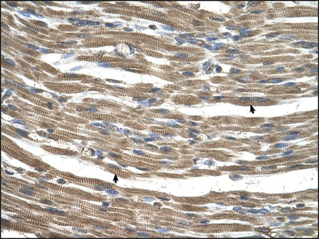 Anti-C21orf33 antibody produced in rabbit