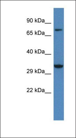 Anti-CACNG2 antibody produced in rabbit