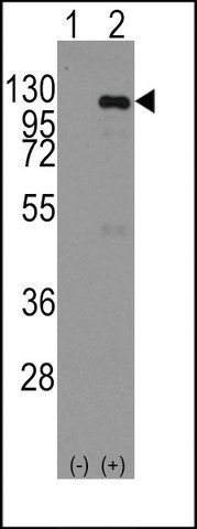 ANTI-CASC3 (C-TERM) antibody produced in rabbit