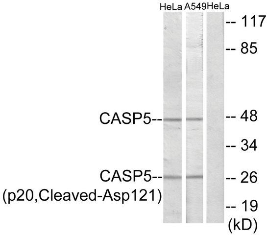 Anti-CASP5 (p20, Cleaved-Asp<sup>121</sup>) antibody produced in rabbit