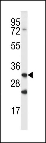 ANTI-CATHEPSIN Q antibody produced in rabbit