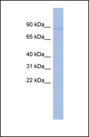 Anti-CARS, (N-terminal) antibody produced in rabbit