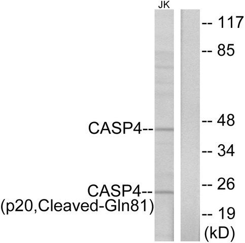 Anti-CASP4 (p20, Cleaved-Gln<sup>81</sup>) antibody produced in rabbit