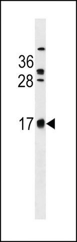 ANTI-CB083(C-TERMINAL) antibody produced in rabbit