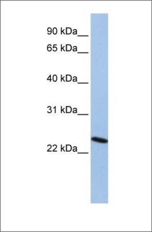 Anti-CBX7 antibody produced in rabbit