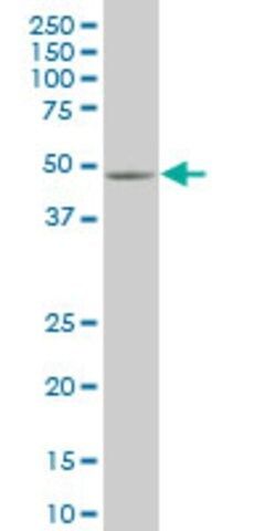 Monoclonal Anti-SMAD5 antibody produced in mouse