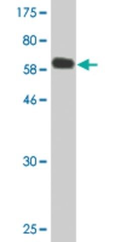 Monoclonal Anti-SNX16 antibody produced in mouse