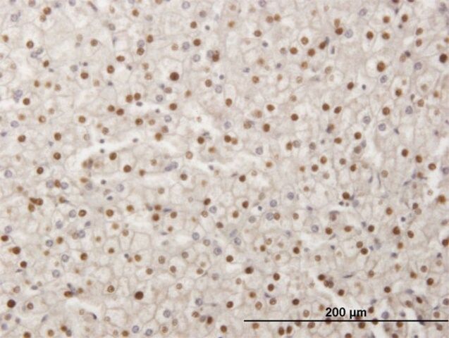 Monoclonal Anti-SMAD6 antibody produced in mouse