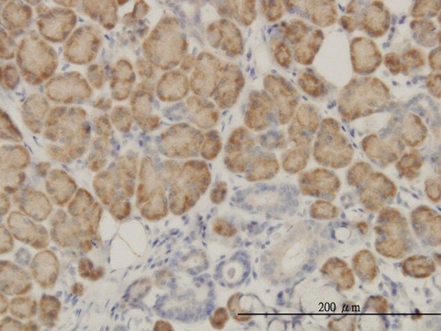 Monoclonal Anti-SRGAP1 antibody produced in mouse