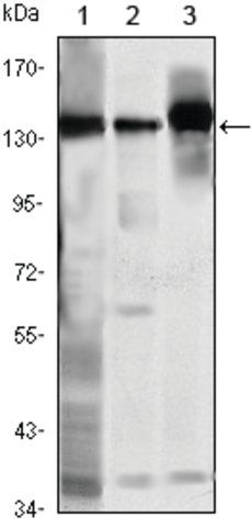 Monoclonal Anti-SMC1A antibody produced in mouse