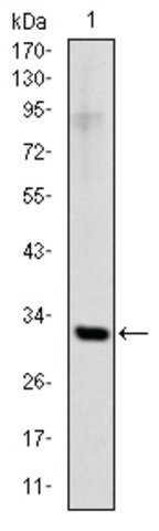 Monoclonal Anti-SNAI1 antibody produced in mouse