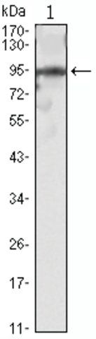 Monoclonal Anti-SNAI2 antibody produced in mouse