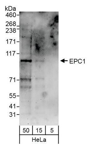 Rabbit anti-EPC1 Antibody, Affinity Purified