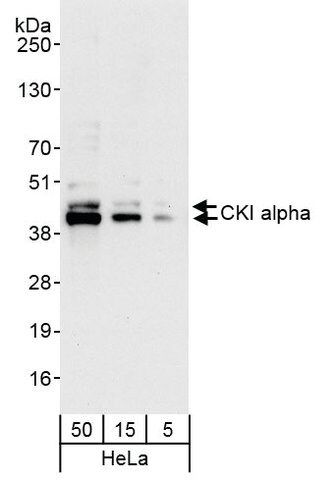 Rabbit anti-CKI alpha Antibody, Affinity Purified