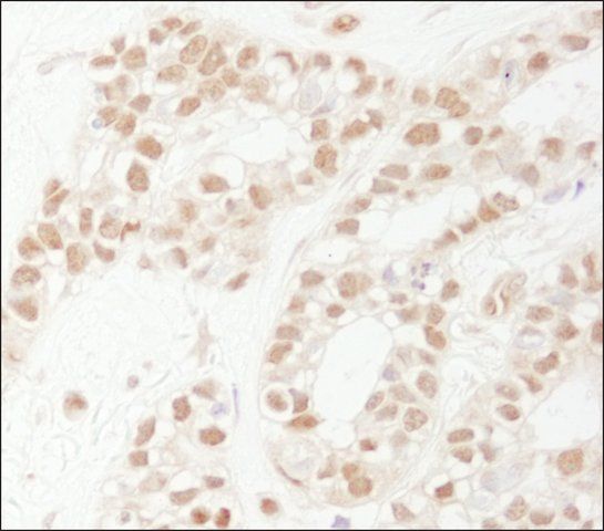 Rabbit anti-Rad9 Antibody, Affinity Purified