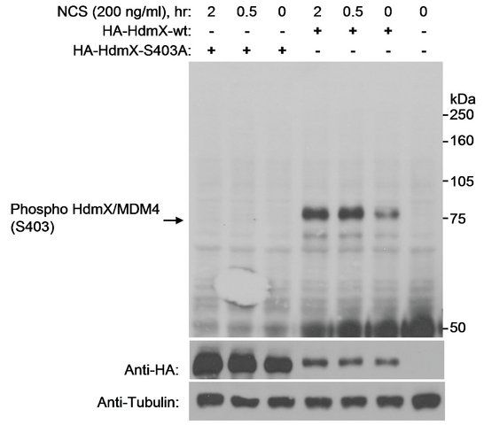 Rabbit anti-Phospho HdmX/MDM4 (S403) Antibody, Affinity Purified