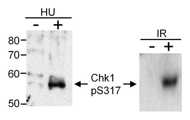 Rabbit anti-Phospho Chk1 (S317) Antibody, Affinity Purified