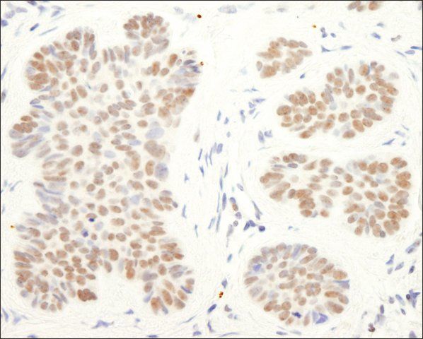 Rabbit anti-CoREST Antibody, Affinity Purified