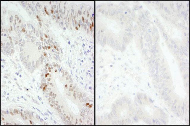 Rabbit anti-Phospho MCM2 (S40/S41) Antibody, Affinity Purified