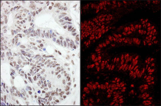 Rabbit anti-RanBP3 Antibody, Affinity Purified