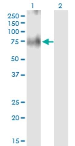 Monoclonal Anti-SLC30A5 antibody produced in mouse