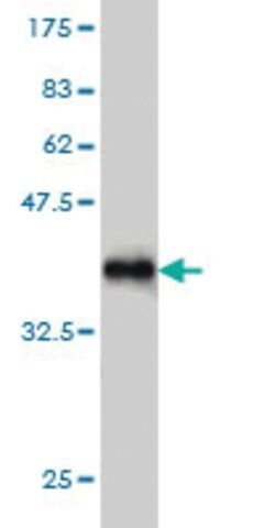 Monoclonal Anti-SNF1LK2 antibody produced in mouse