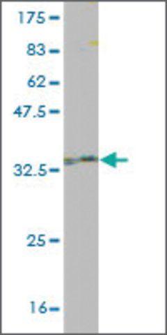 Monoclonal Anti-AKAP7 antibody produced in mouse