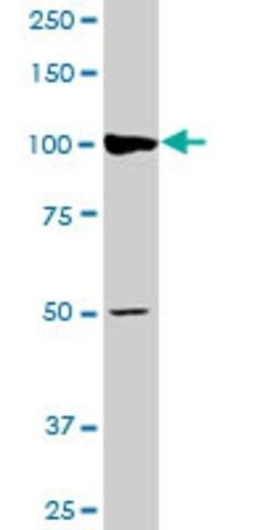 Monoclonal Anti-AGTPBP1 antibody produced in mouse