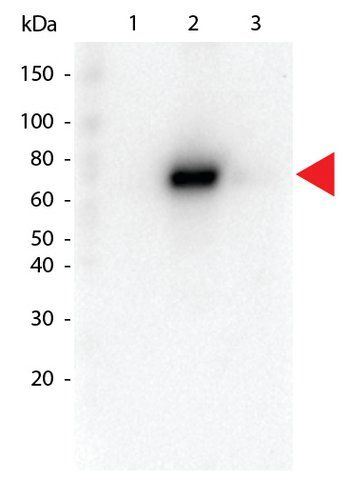 Monoclonal Anti-AKT2 antibody produced in rat