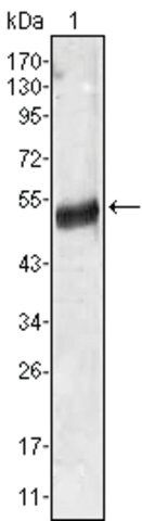 Monoclonal Anti-AGT antibody produced in mouse