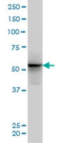 Monoclonal Anti-ALF antibody produced in mouse