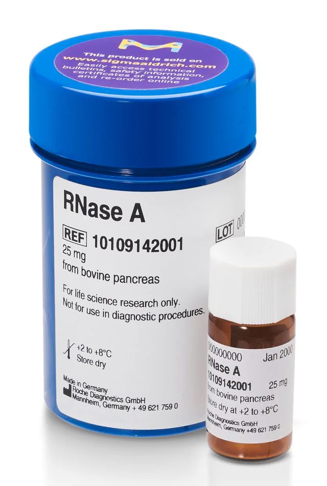 Rnase A