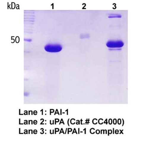 Human Plasminogen activator inhibitor-1, recombinant