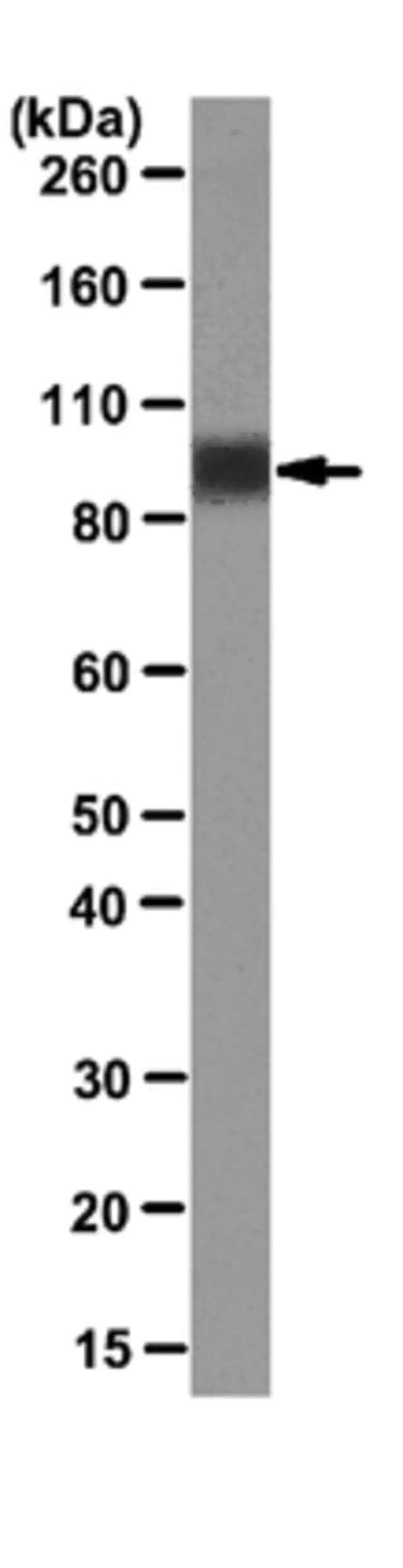 Anti-LAMP-1 (CD107a) Antibody, clone 1D4B