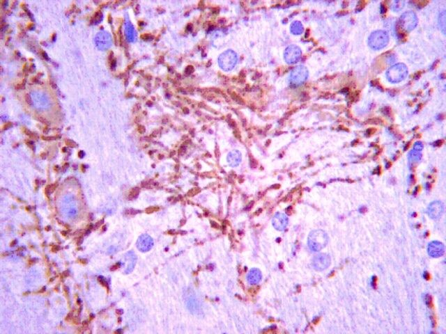 Anti-K+/Cl- Cotransporter (KCC2) Antibody, clone N1/12