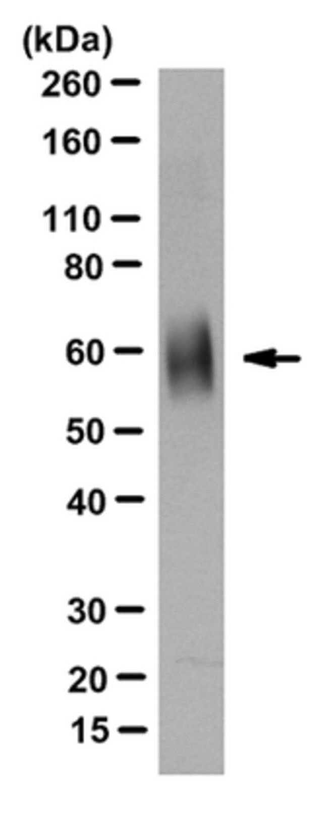 Anti-LTP/CETP Antibody, clone 14C8F