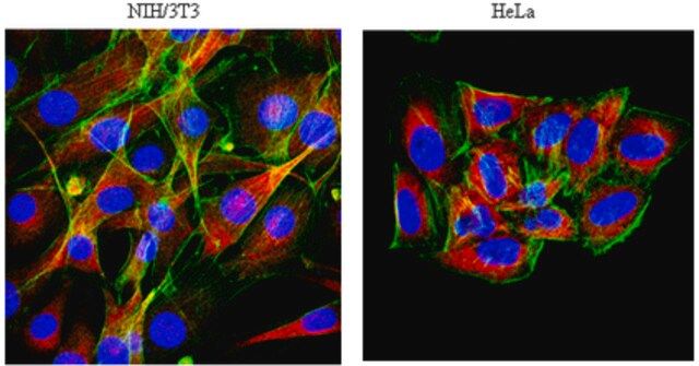 Anti-MAP4 Antibody