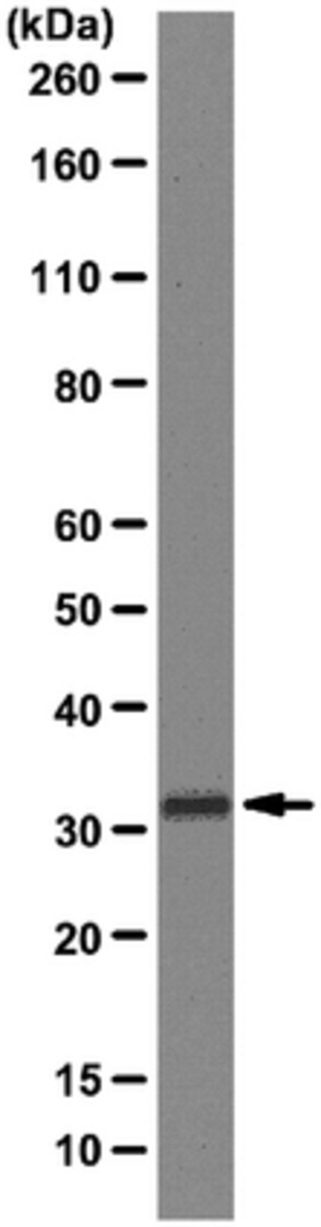 Anti-MHC class II (I-A/I-E) Antibody, clone M5/114