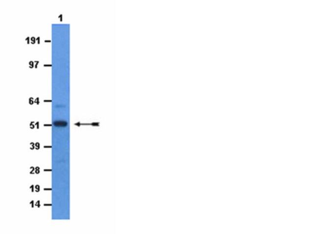 Anti-mGCM1 Antibody