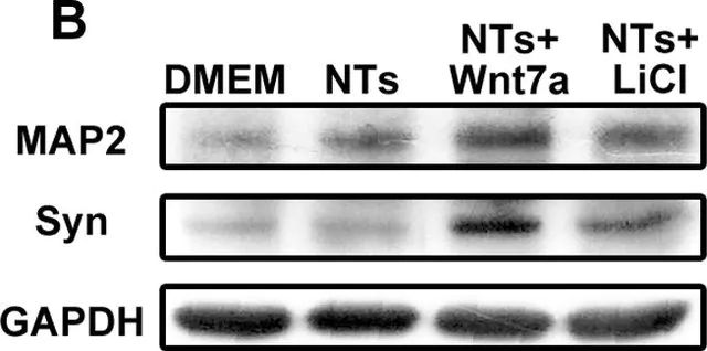 Anti-Microtubule-Associated Protein 2 (MAP2) Antibody