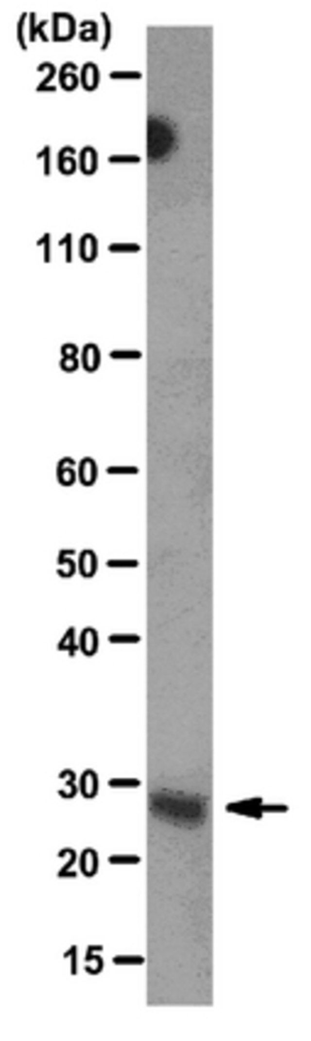 Anti-Neuregulin-1 Antibody, clone D11