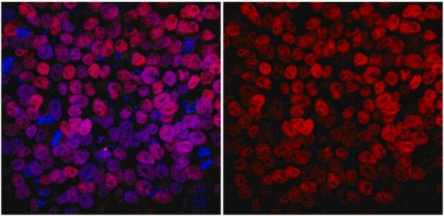 Anti-NANOG Antibody, clone 7F7.1