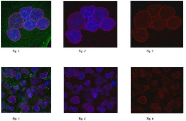 Anti-Nesprin-2 Antibody, clone K20-478