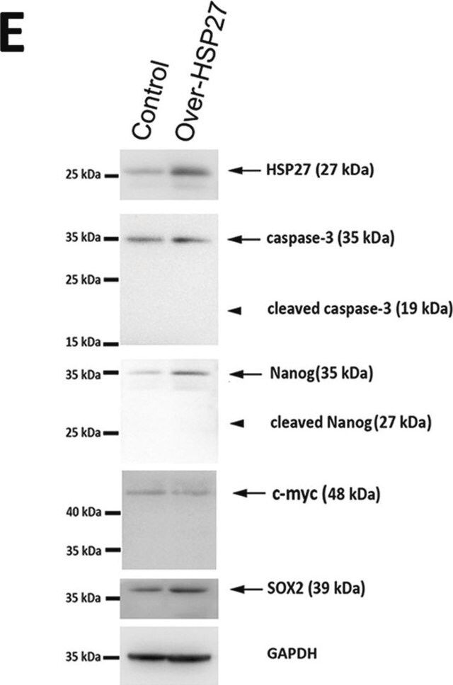 Anti-Nanog Antibody