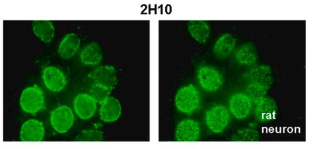 Anti-Nup98 Antibody, clone 2H10