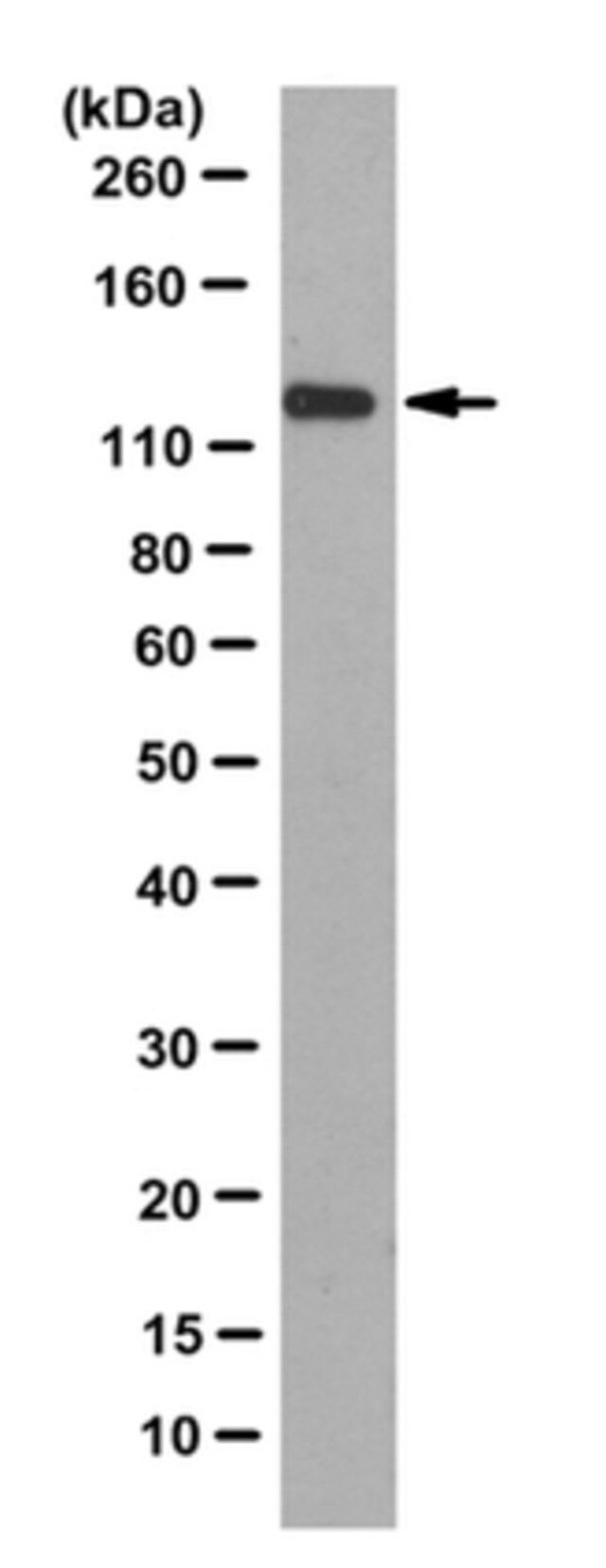 Anti-Nup96 Antibody, clone 4H5